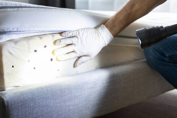 Best Mosquito Control Services  in Hudson Oaks, TX